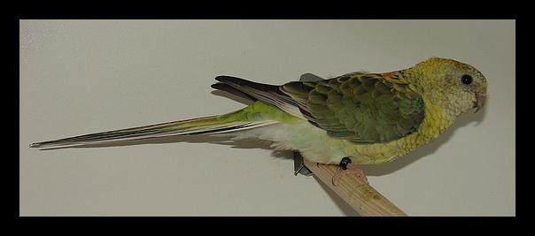croupion opaline femelle.jpg